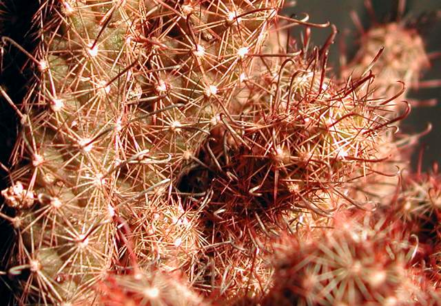 Mammillaria yaquensis (2).jpg